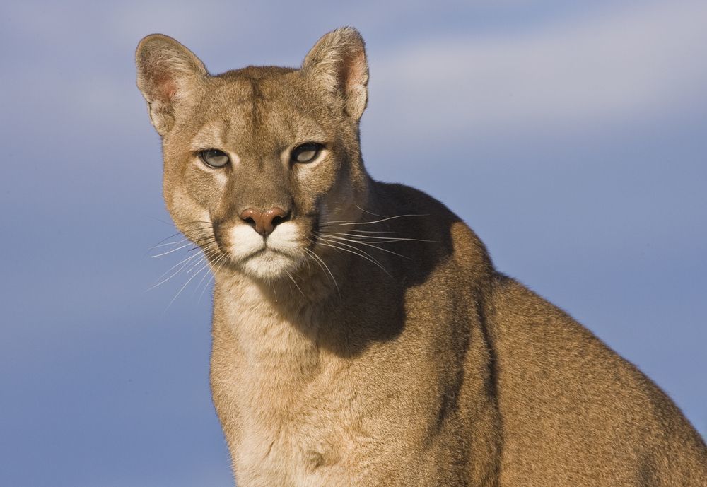 An adult mountain lion, also known as a cougar or puma, photographed outdoors. The image is used to illustrate mountain lion appearance for wildlife awareness.
