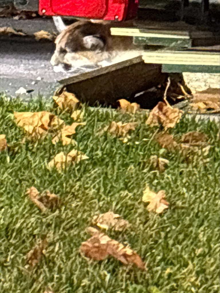California Department of Fish and Wildlife officers assist the Weed Police Department in safely capturing an orphaned mountain lion cub that had taken shelter beneath a parked boat and trailer in the Mountain View Apartments parking lot at night. Officers stand at a distance while wildlife personnel carefully tranquilize and examine the cub on the grass before preparing it for safe transport.