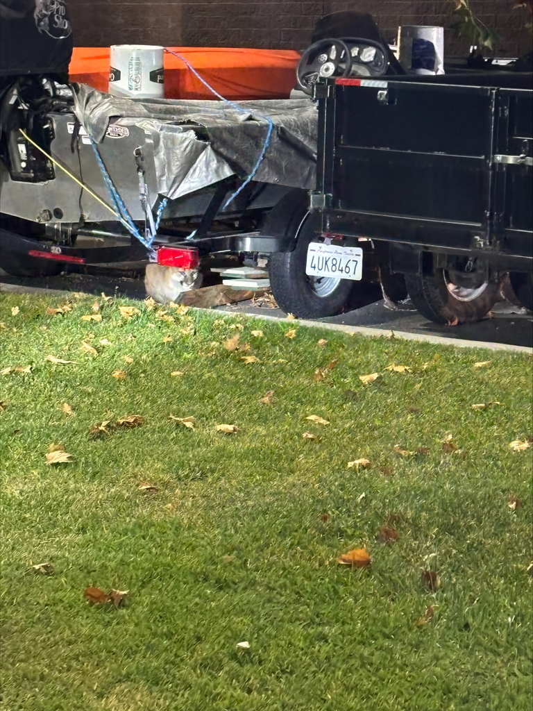California Department of Fish and Wildlife officers assist the Weed Police Department in safely capturing an orphaned mountain lion cub that had taken shelter beneath a parked boat and trailer in the Mountain View Apartments parking lot at night. Officers stand at a distance while wildlife personnel carefully tranquilize and examine the cub on the grass before preparing it for safe transport.