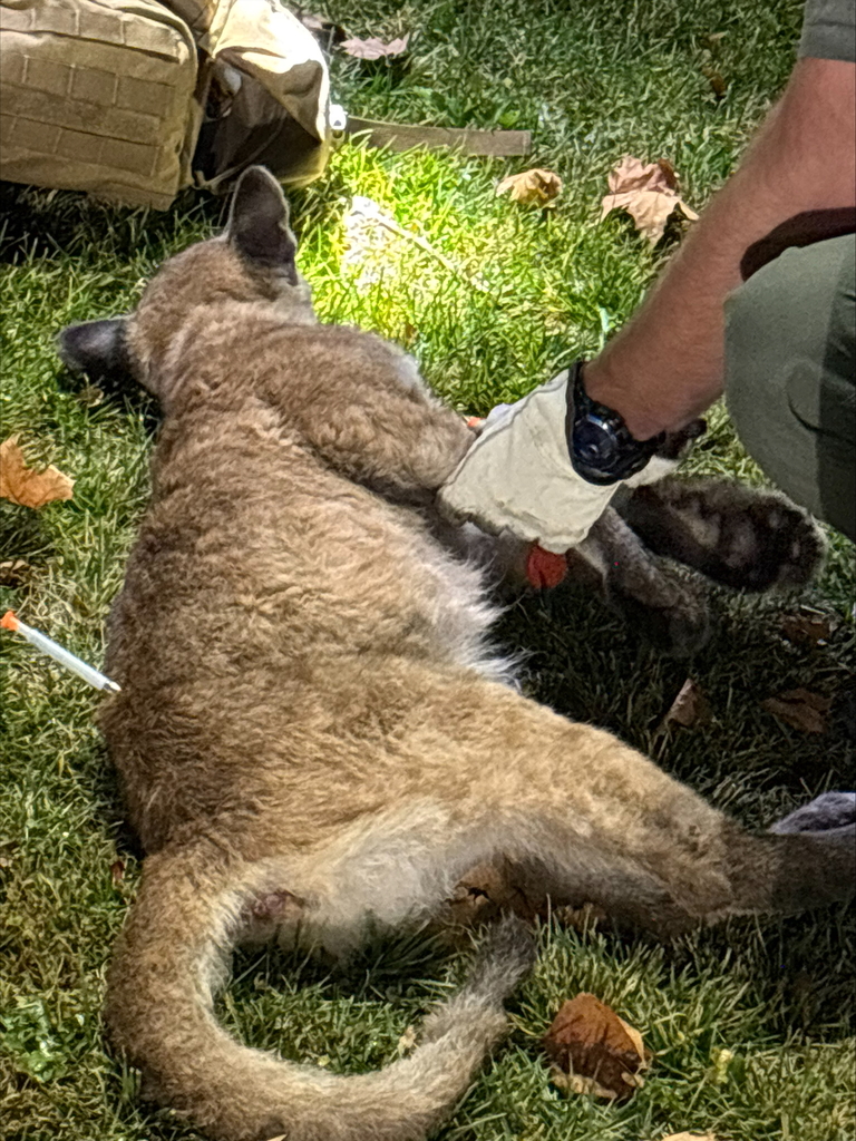California Department of Fish and Wildlife officers assist the Weed Police Department in safely capturing an orphaned mountain lion cub that had taken shelter beneath a parked boat and trailer in the Mountain View Apartments parking lot at night. Officers stand at a distance while wildlife personnel carefully tranquilize and examine the cub on the grass before preparing it for safe transport.