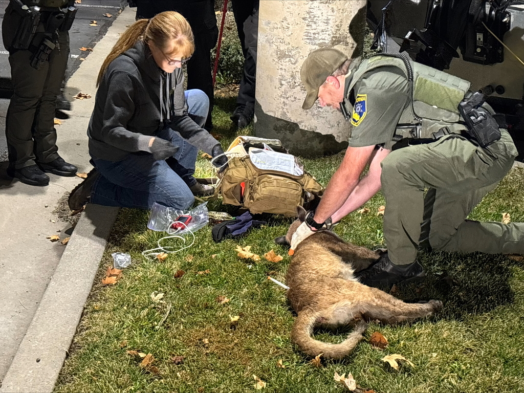 California Department of Fish and Wildlife officers assist the Weed Police Department in safely capturing an orphaned mountain lion cub that had taken shelter beneath a parked boat and trailer in the Mountain View Apartments parking lot at night. Officers stand at a distance while wildlife personnel carefully tranquilize and examine the cub on the grass before preparing it for safe transport.
