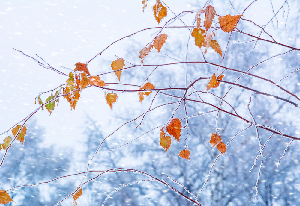 Winter leaves on tree branches in a snow storm