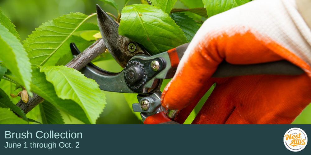 A hand cutting a branch with pruners. Text reads "Brush Collection - Now through Oct. 2"