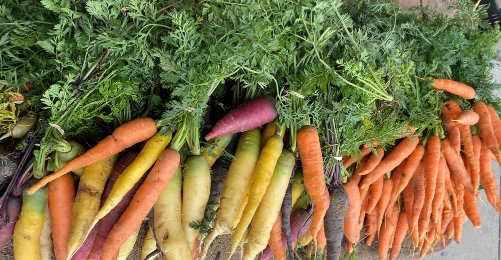 Yellow, orange, and purple carrots