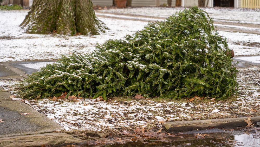 A Christmas tree on the curb.