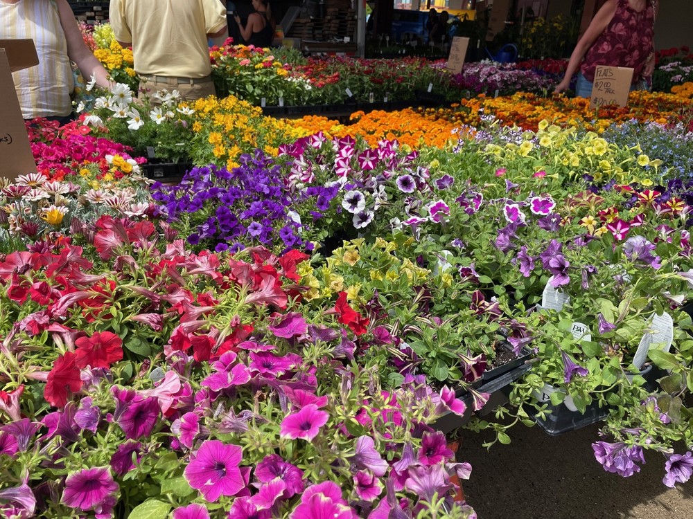 Pallets of blooming flowers