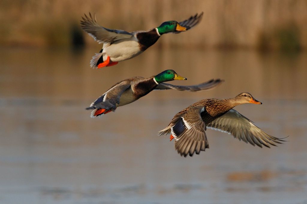 DUCK BLIND