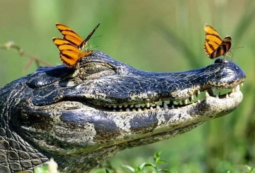 swamp