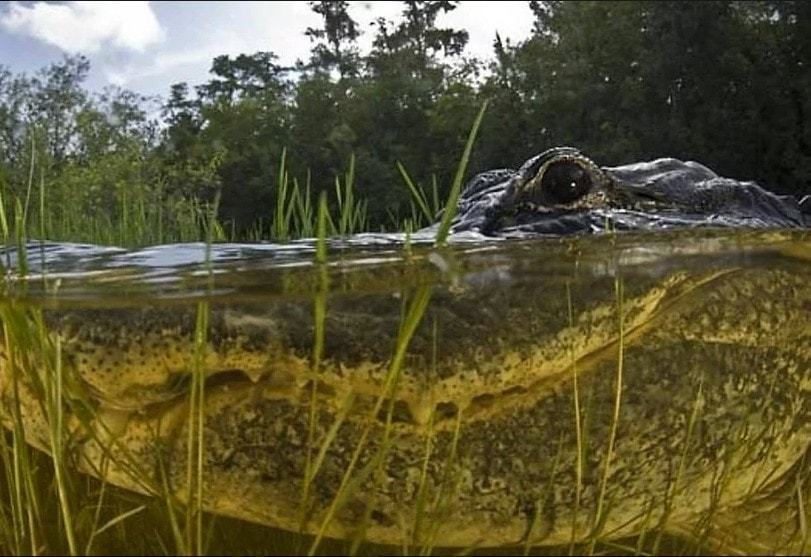 swamp