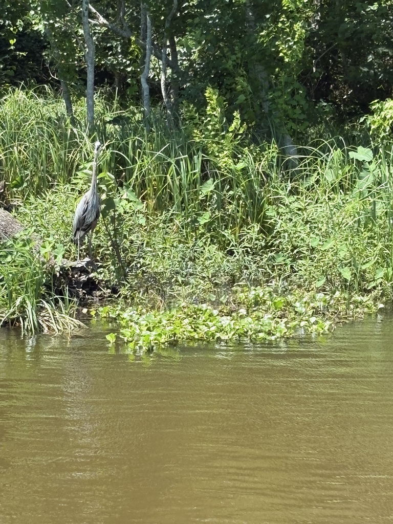 swamp
