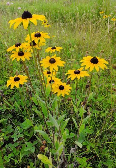 Wildflowers