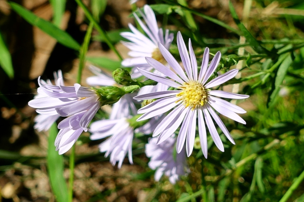 Wildflowers
