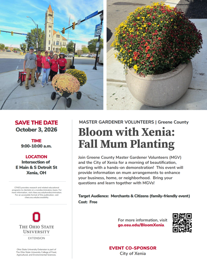 Bloom with Xenia: Fall Mum Planting