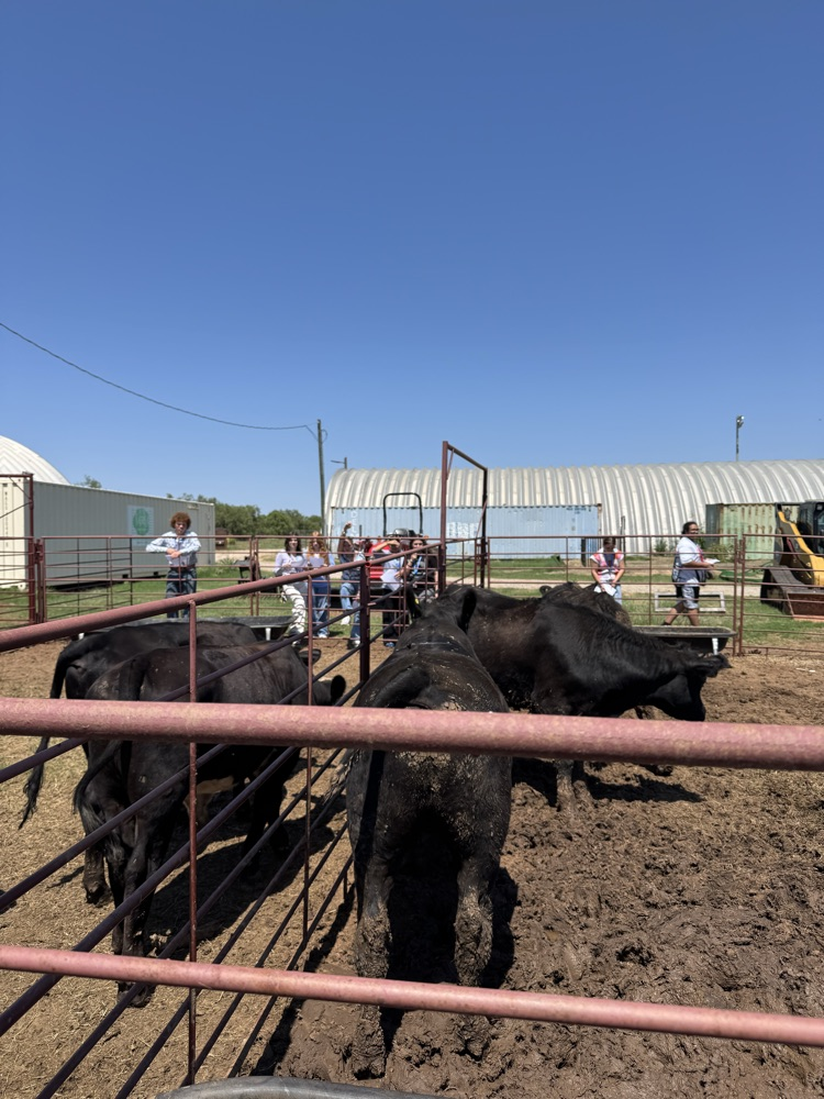 feeder cattle 1
