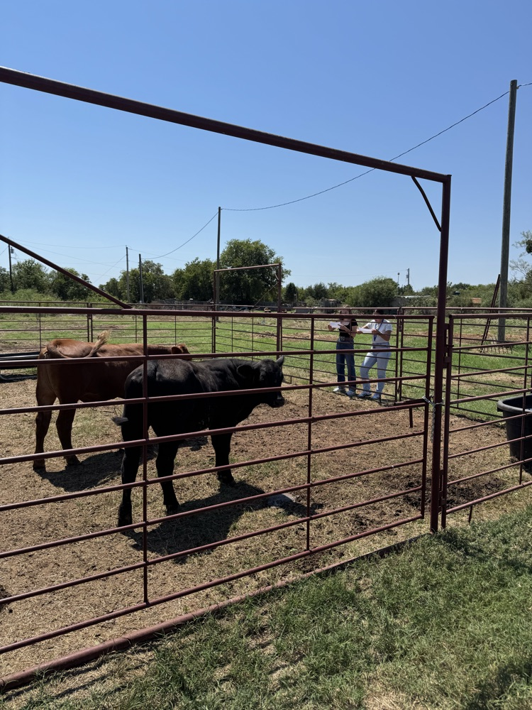 feeder cattle 2