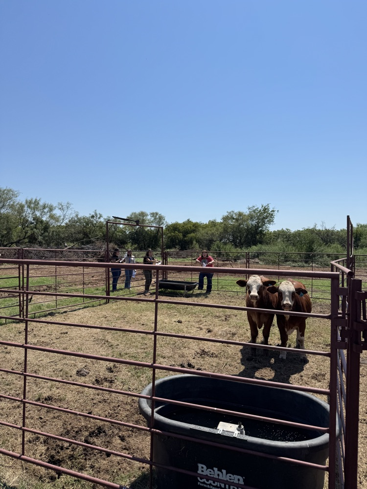 feeder cattle 3