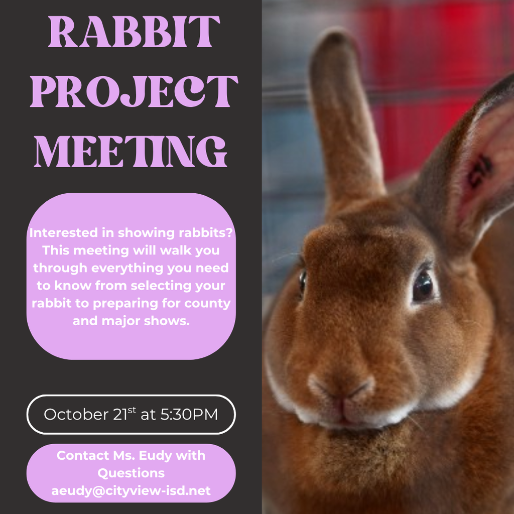 rabbit