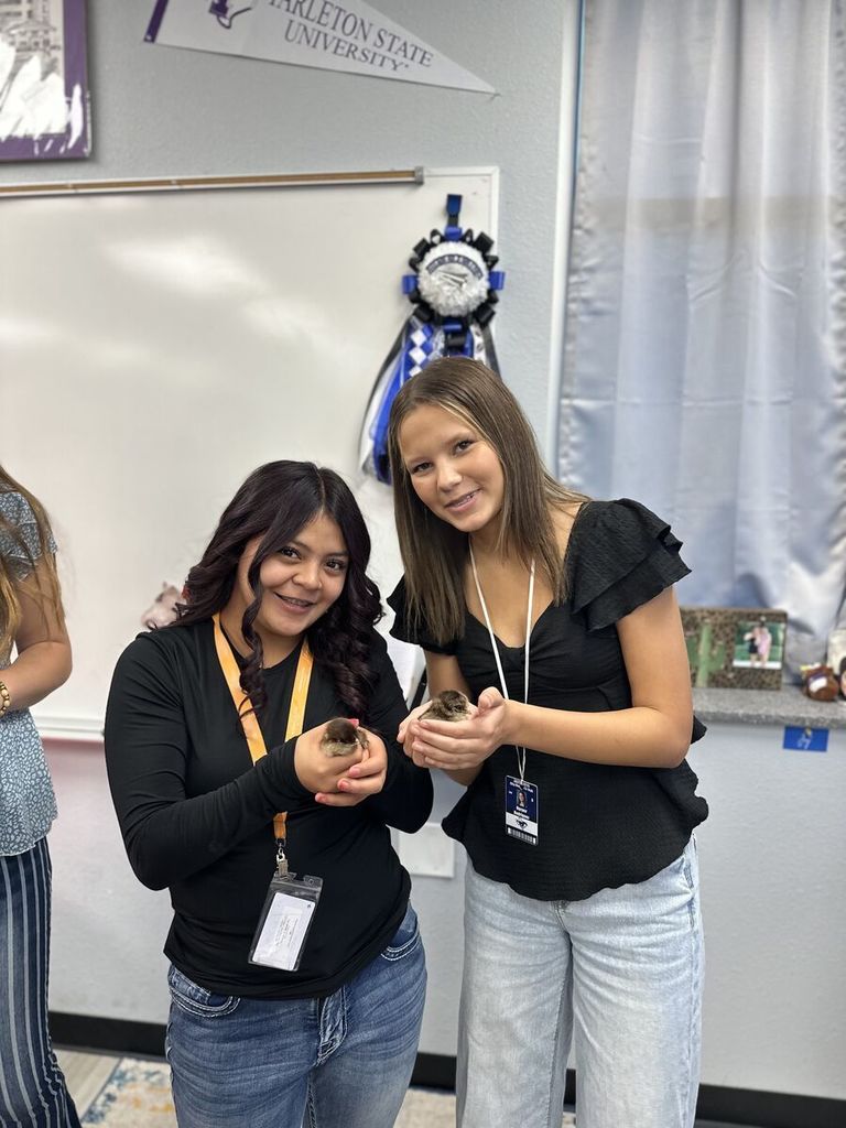 Our Principles of Ag students had a fun day putting their poultry knowledge to the test! After a lively review game, the winning team in each class earned the chance to name one of our chicks.