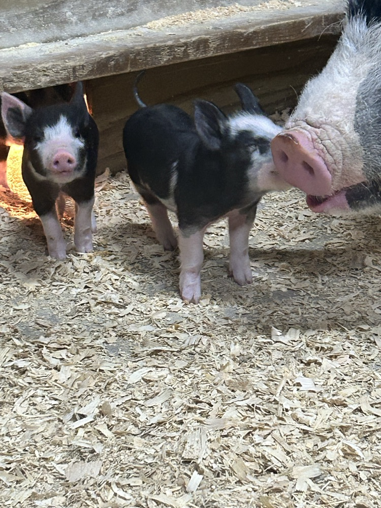 barn