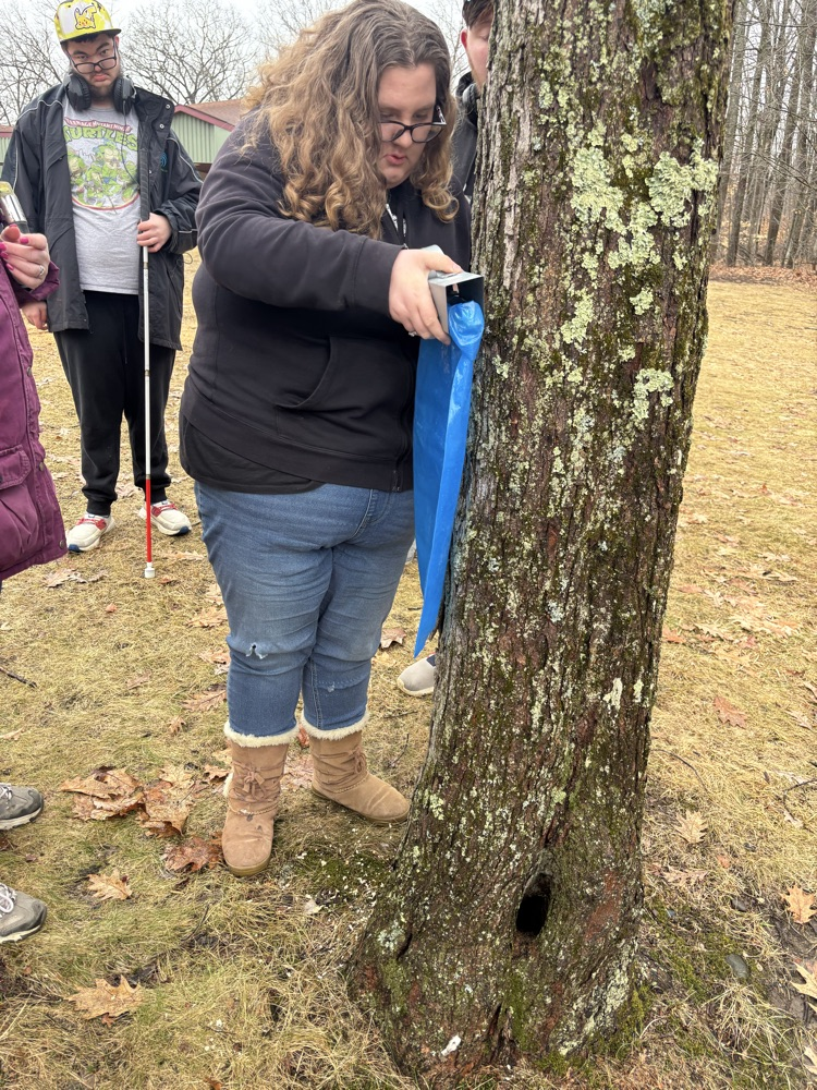 maple syrup 