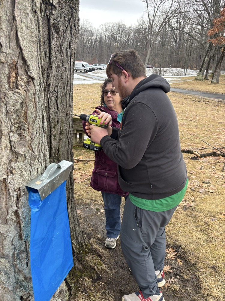 maple syrup 