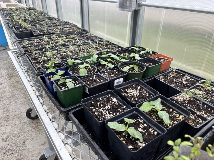plant progress 