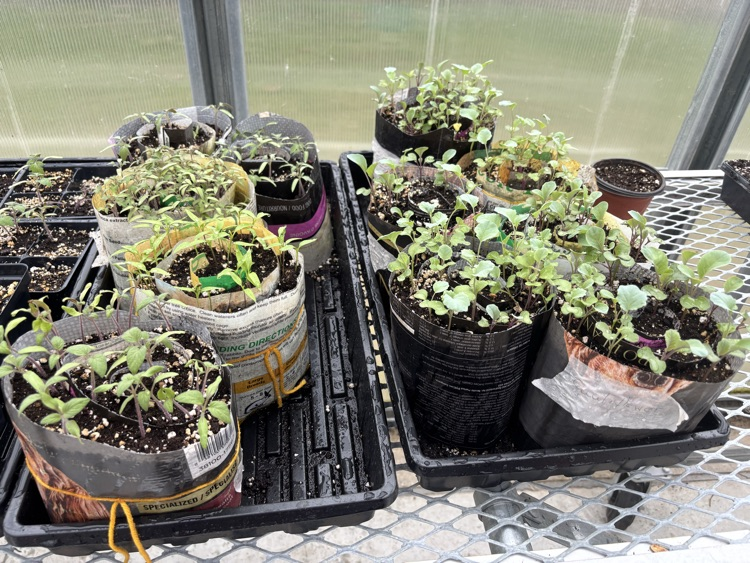 plant progress 