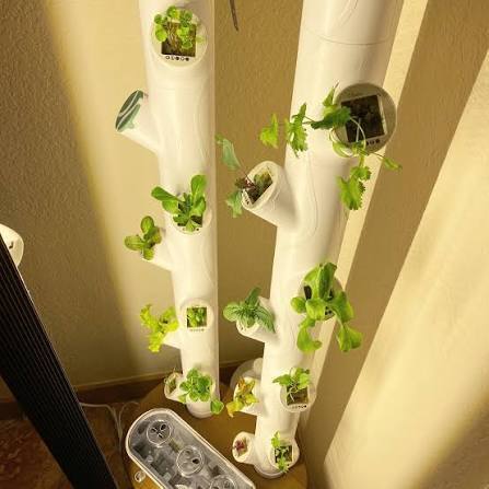 An indoor hydroponics setup similar to the ones that participants will get!