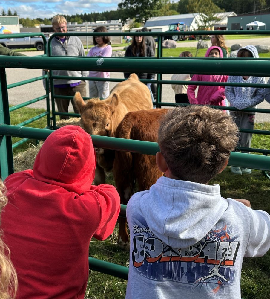 Students learning about cattle