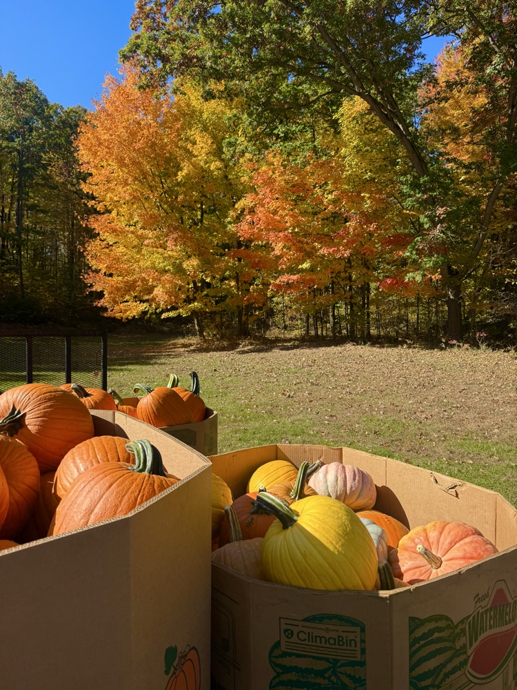 pumpkins