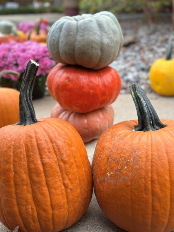 Beautiful pumpkins