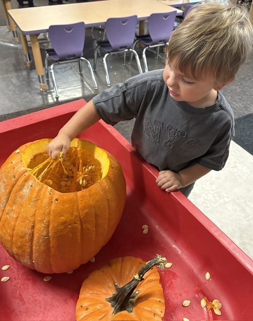 student pulling at the insides of a pumpkin