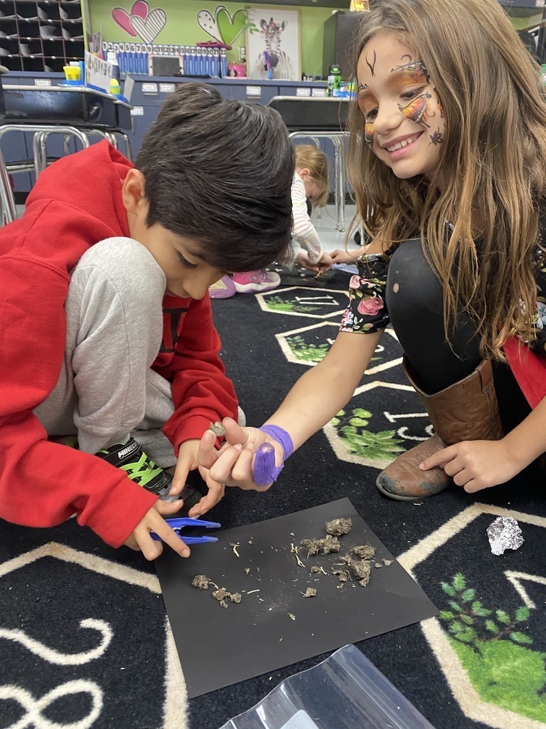students dissecting owl pellets