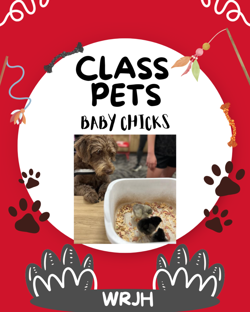class pets