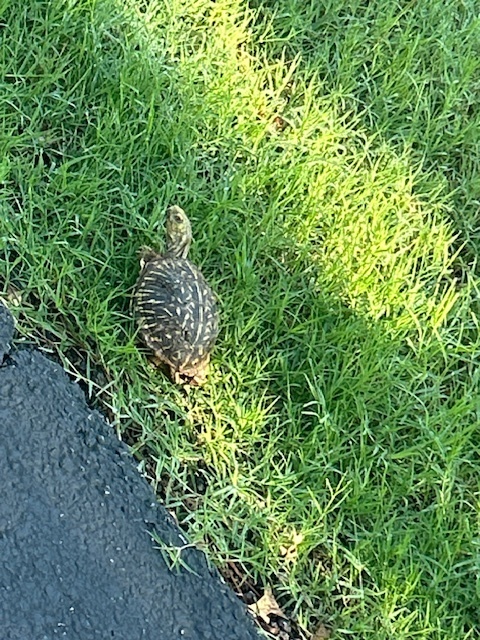 Mr. Turtle