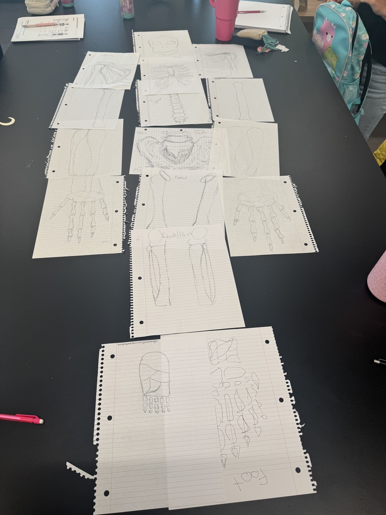 Coach Cunningham’s Athletic Health & Performance students worked together to draw and label the major bones of the body before diving into the details. A strong foundation sets the stage for deeper learning!
