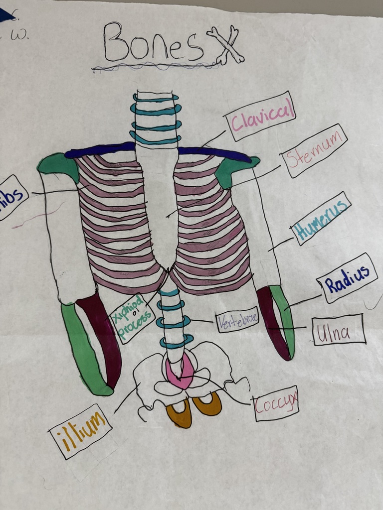 Coach Jackson's Health & Nutrition class kicked off the year strong by diving into the skeletal system! To wrap up the unit, students created hands-on projects highlighting the bones of the body, which will be proudly displayed in the classroom and hallway.