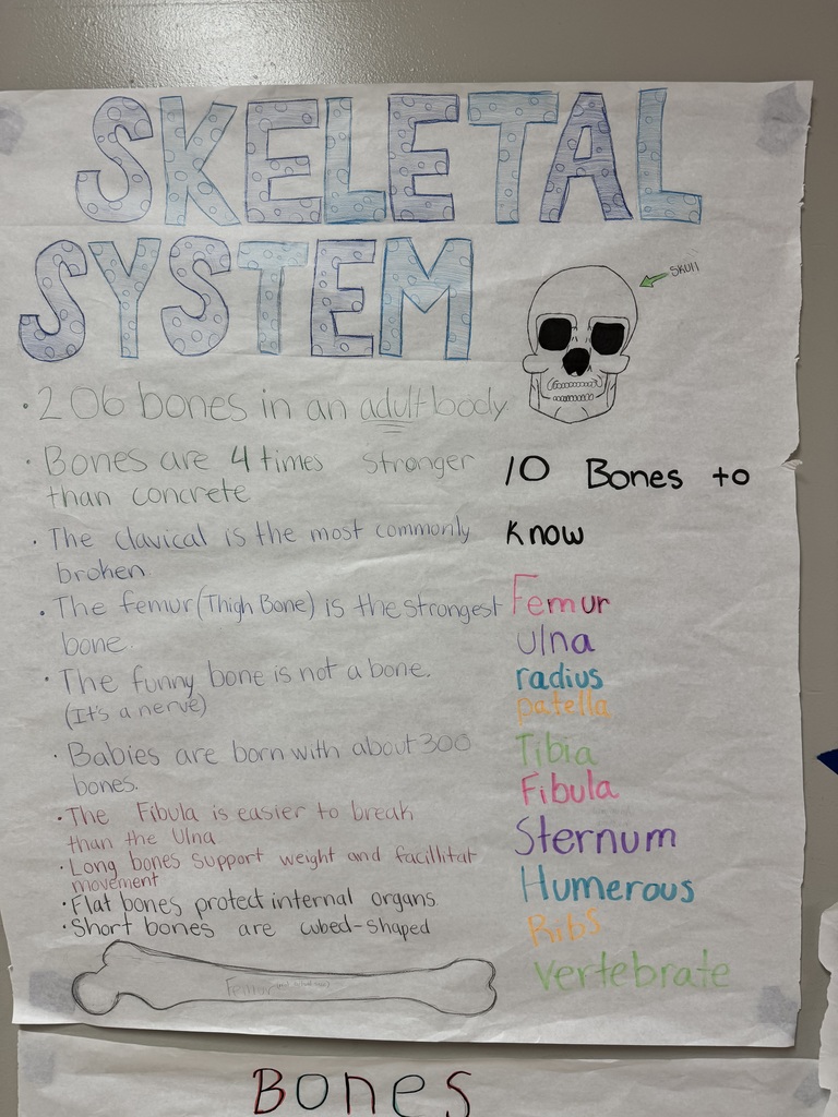 Coach Jackson's Health & Nutrition class kicked off the year strong by diving into the skeletal system! To wrap up the unit, students created hands-on projects highlighting the bones of the body, which will be proudly displayed in the classroom and hallway.