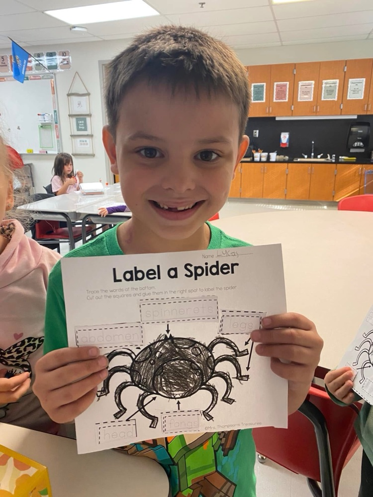 spider activity