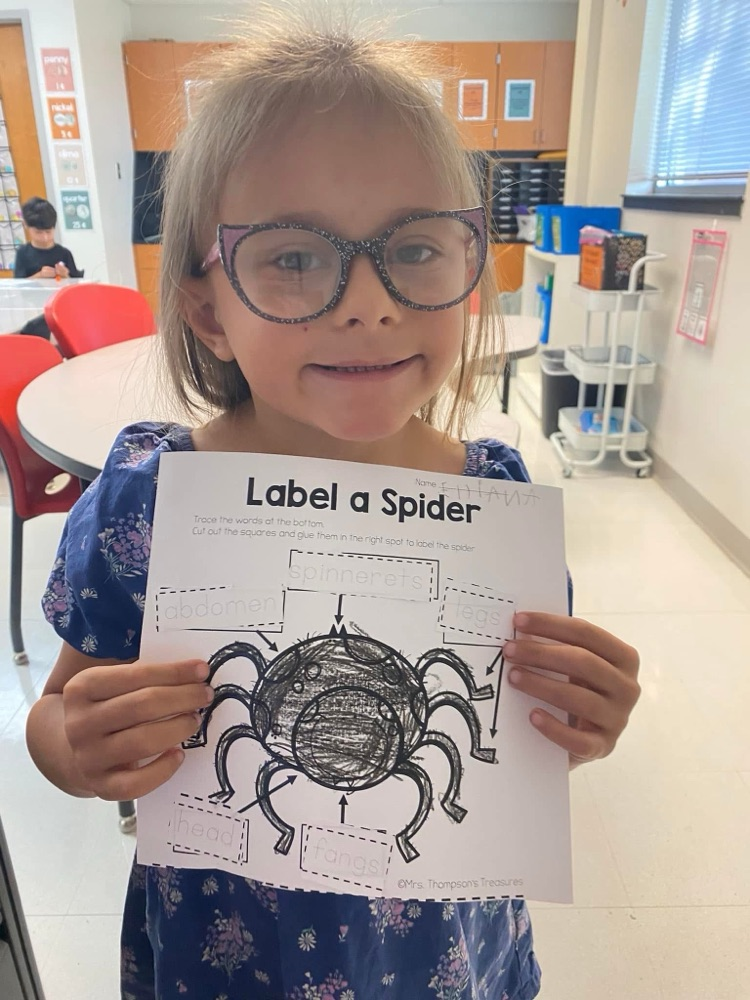spider activity