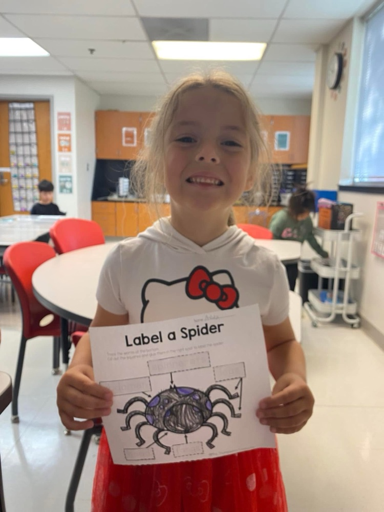 spider activity