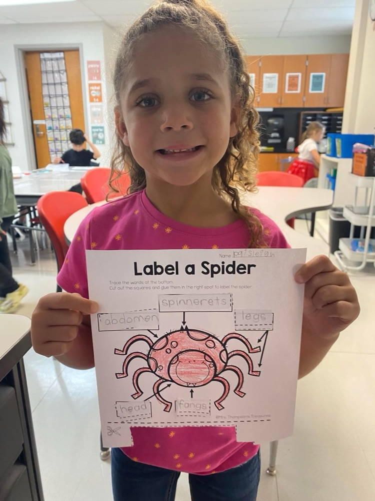 spider activity