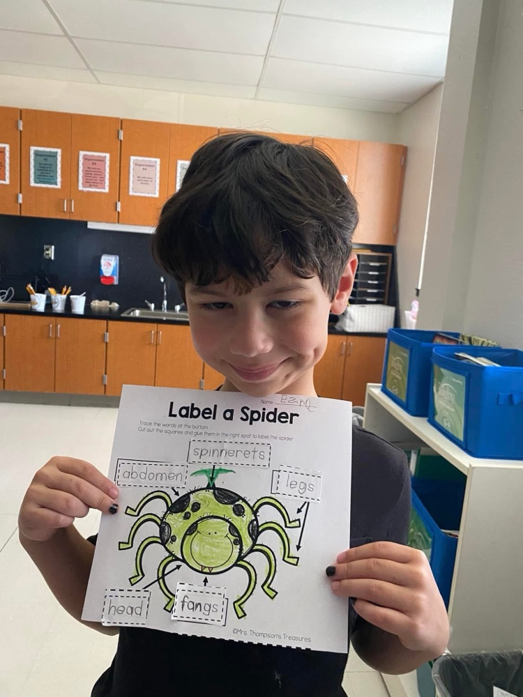 spider activity