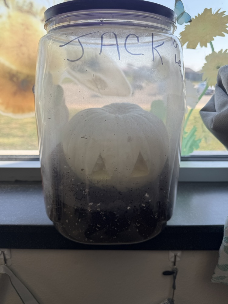 pumpkin jack