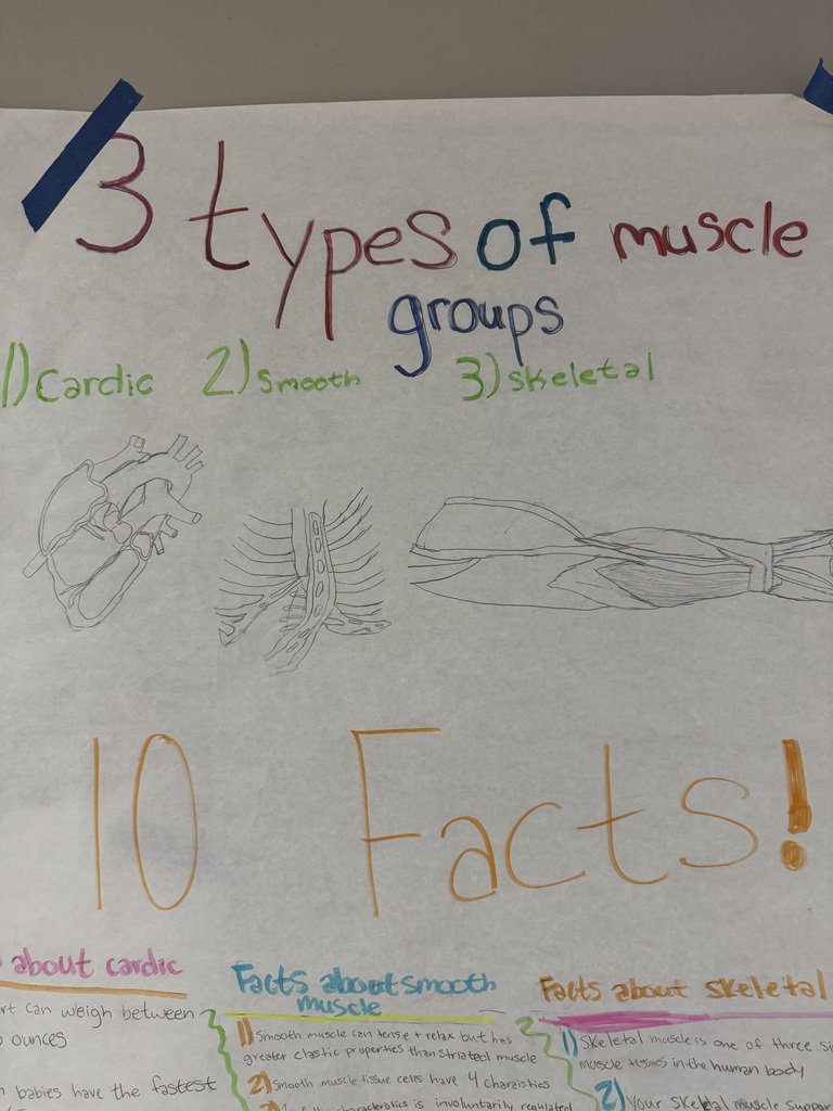 Coach Jackson’s Health and Nutrition students are diving into the world of anatomy by exploring the muscles of the human body. Students created detailed diagrams and posters to identify the three types of muscle groups — cardiac, smooth, and skeletal — and explain how they work together to help our bodies function every day.  From flexing biceps to understanding heart contractions, these students are building a strong foundation in health and human performance!