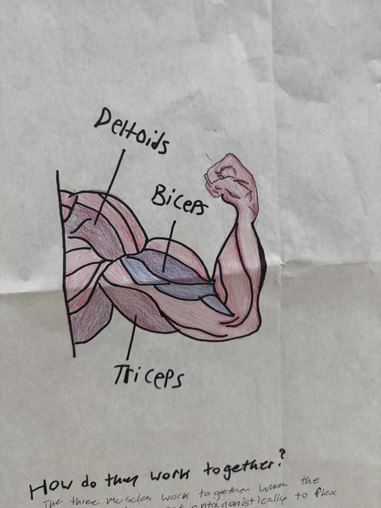 Coach Jackson’s Health and Nutrition students are diving into the world of anatomy by exploring the muscles of the human body. Students created detailed diagrams and posters to identify the three types of muscle groups — cardiac, smooth, and skeletal — and explain how they work together to help our bodies function every day.  From flexing biceps to understanding heart contractions, these students are building a strong foundation in health and human performance!