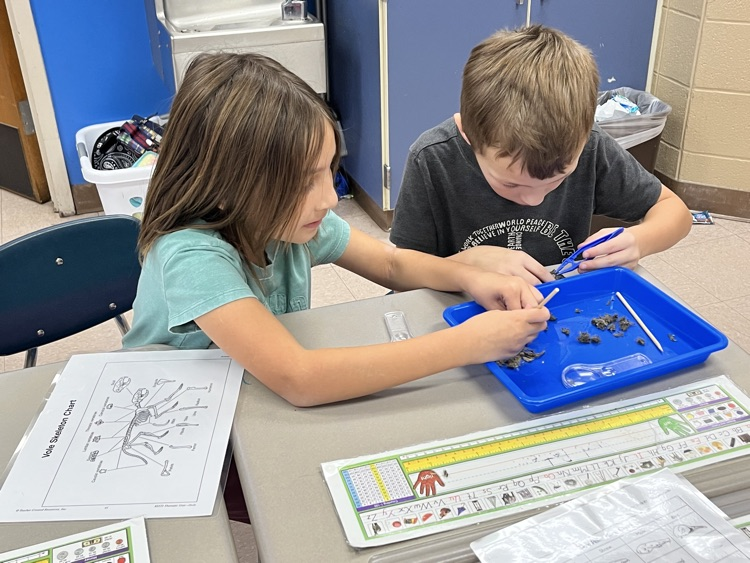 owl pellet dissection 
