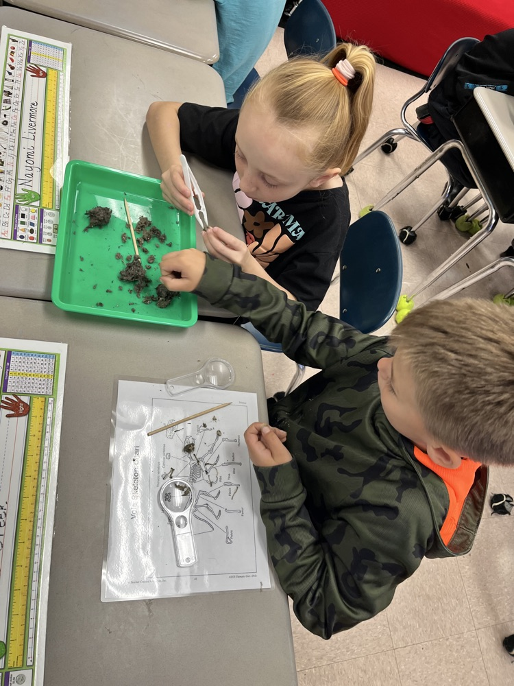 owl pellet dissection 