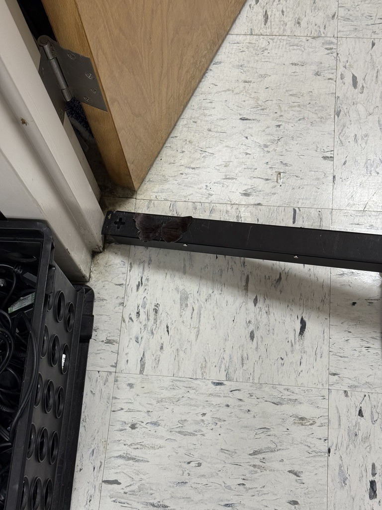 camoflouaged butterflies 