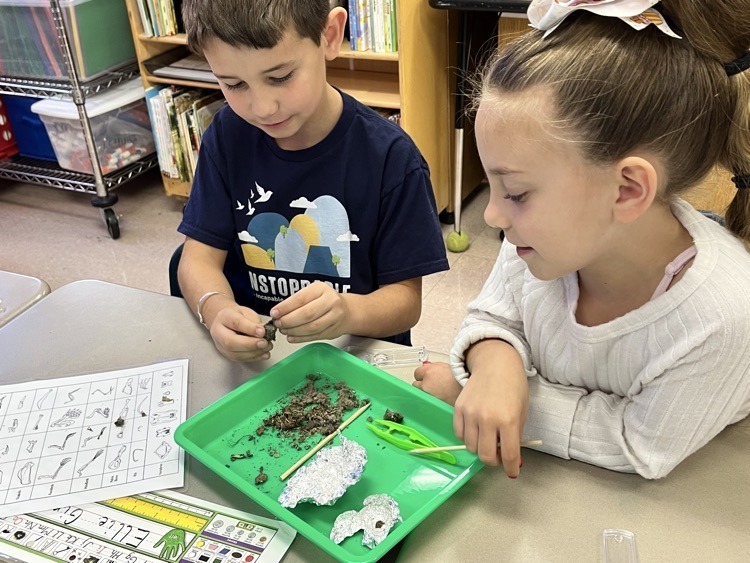 students dissecting owl pellets